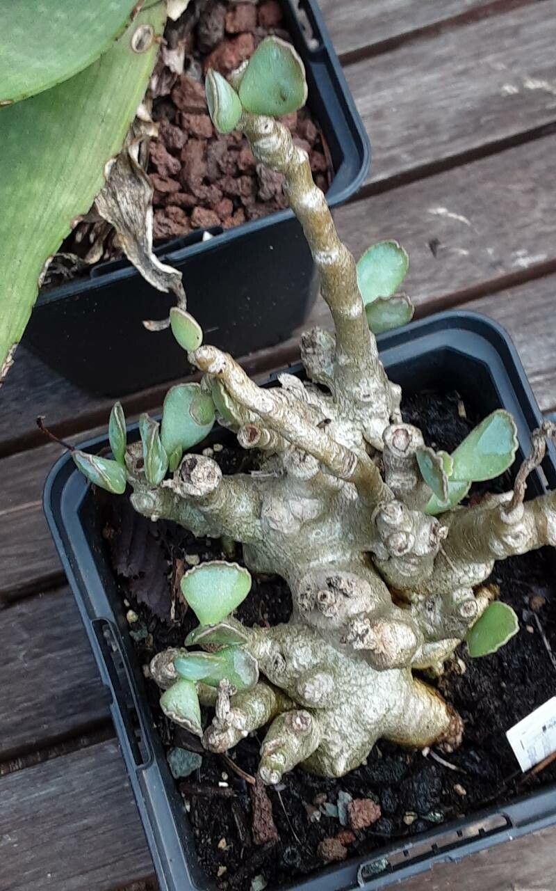 Adromischus cooperi bark