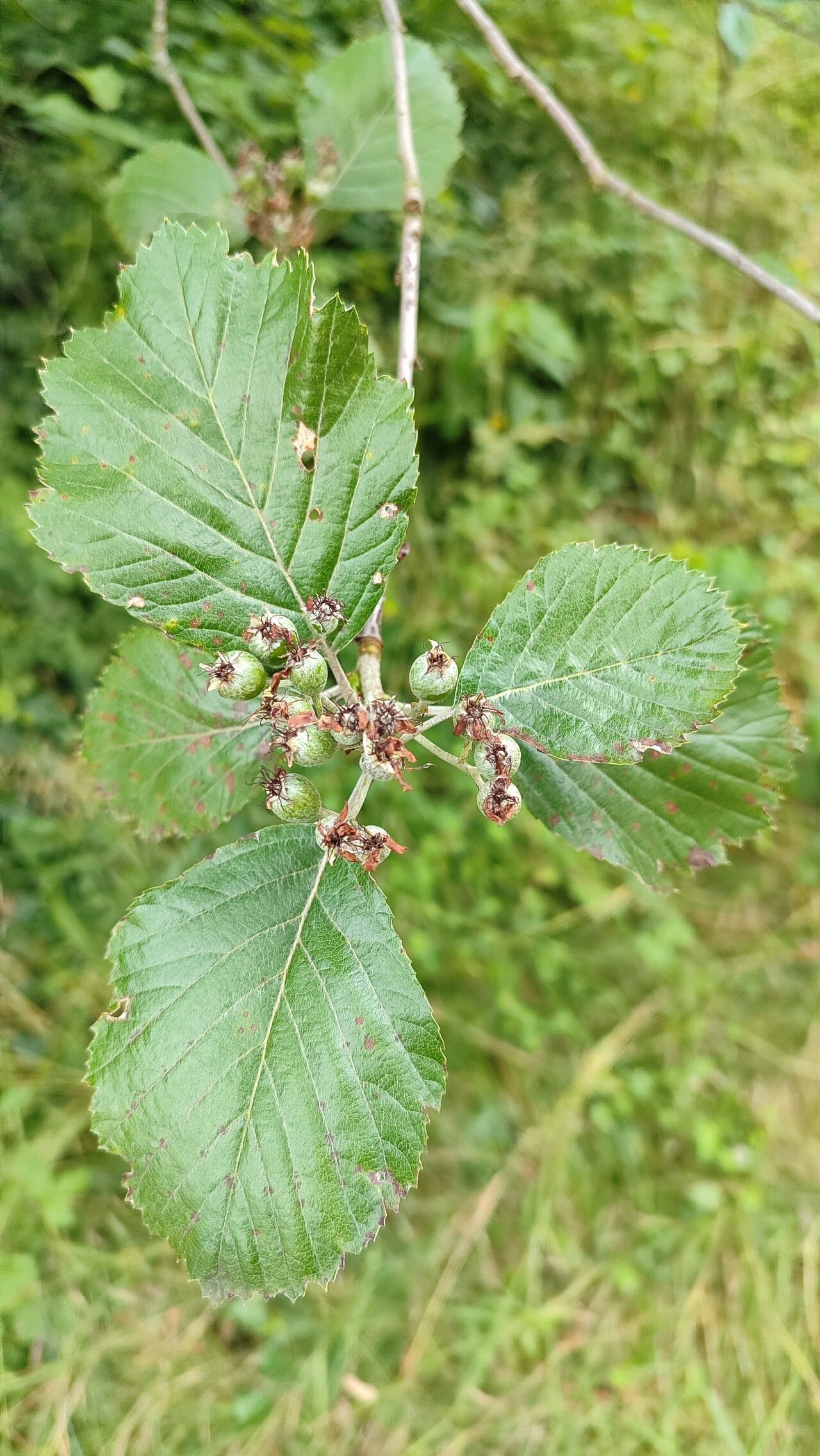 Aria stankovii fruit