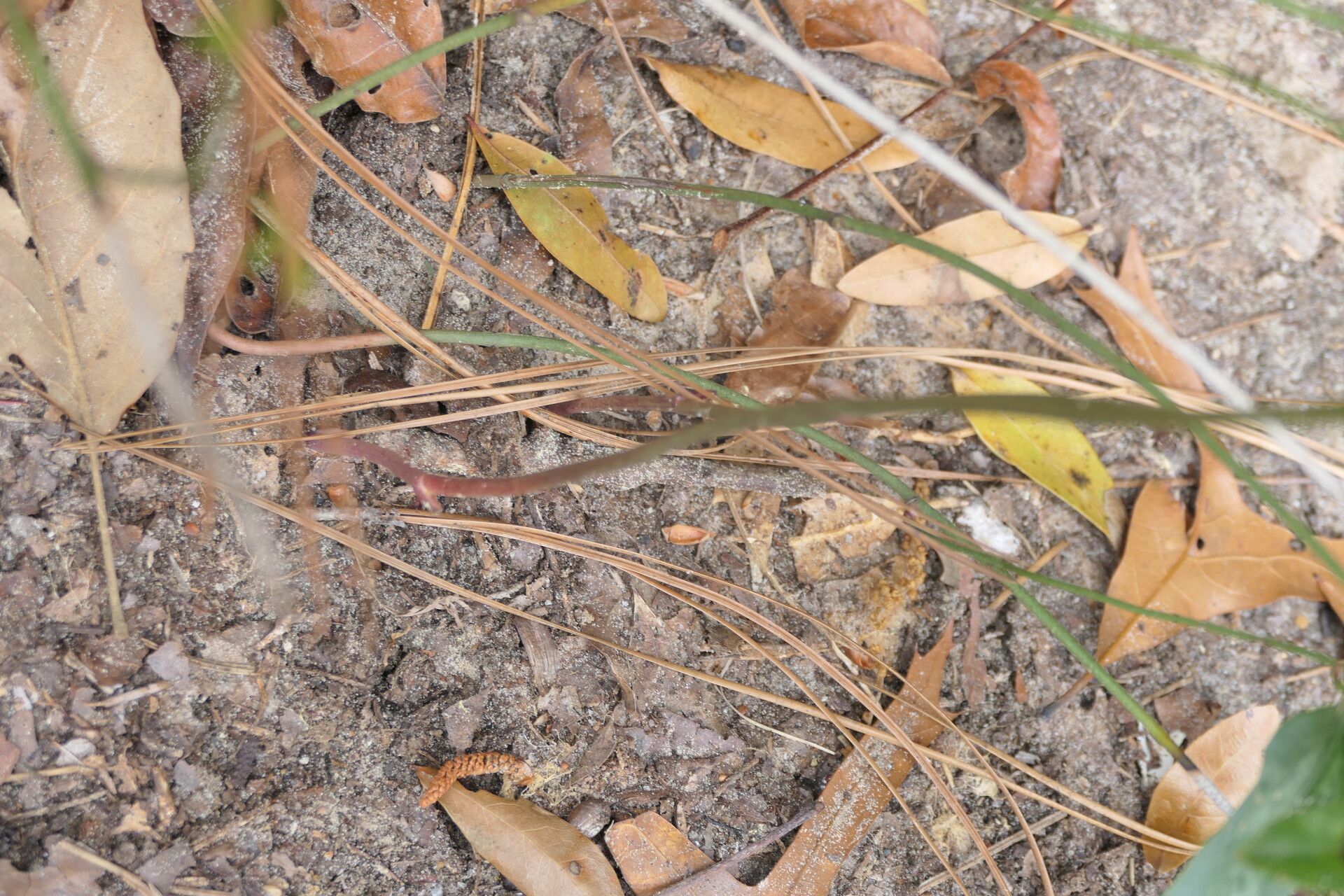 Smilax auriculata bark