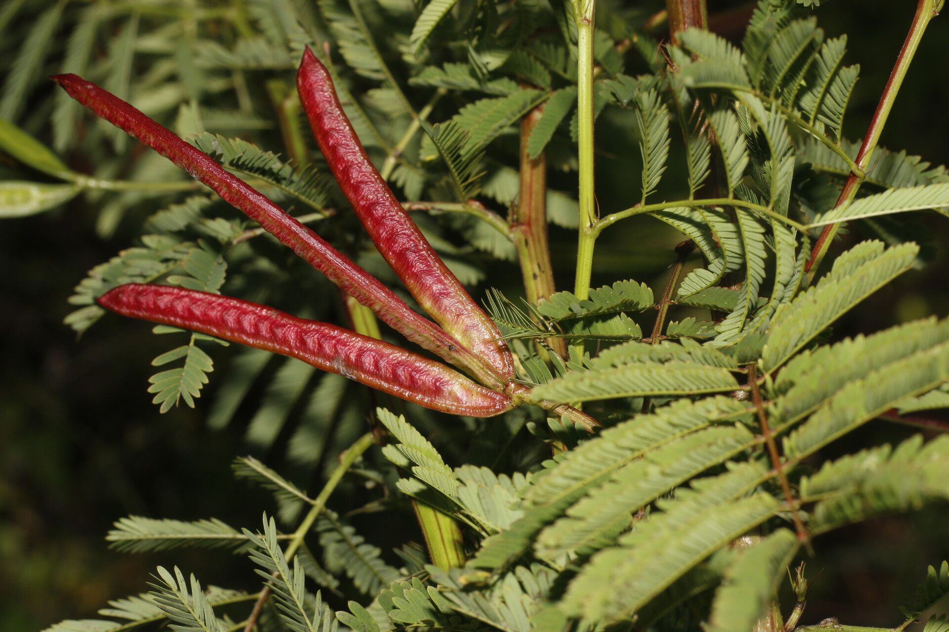 Desmanthus leptophyllus leaf