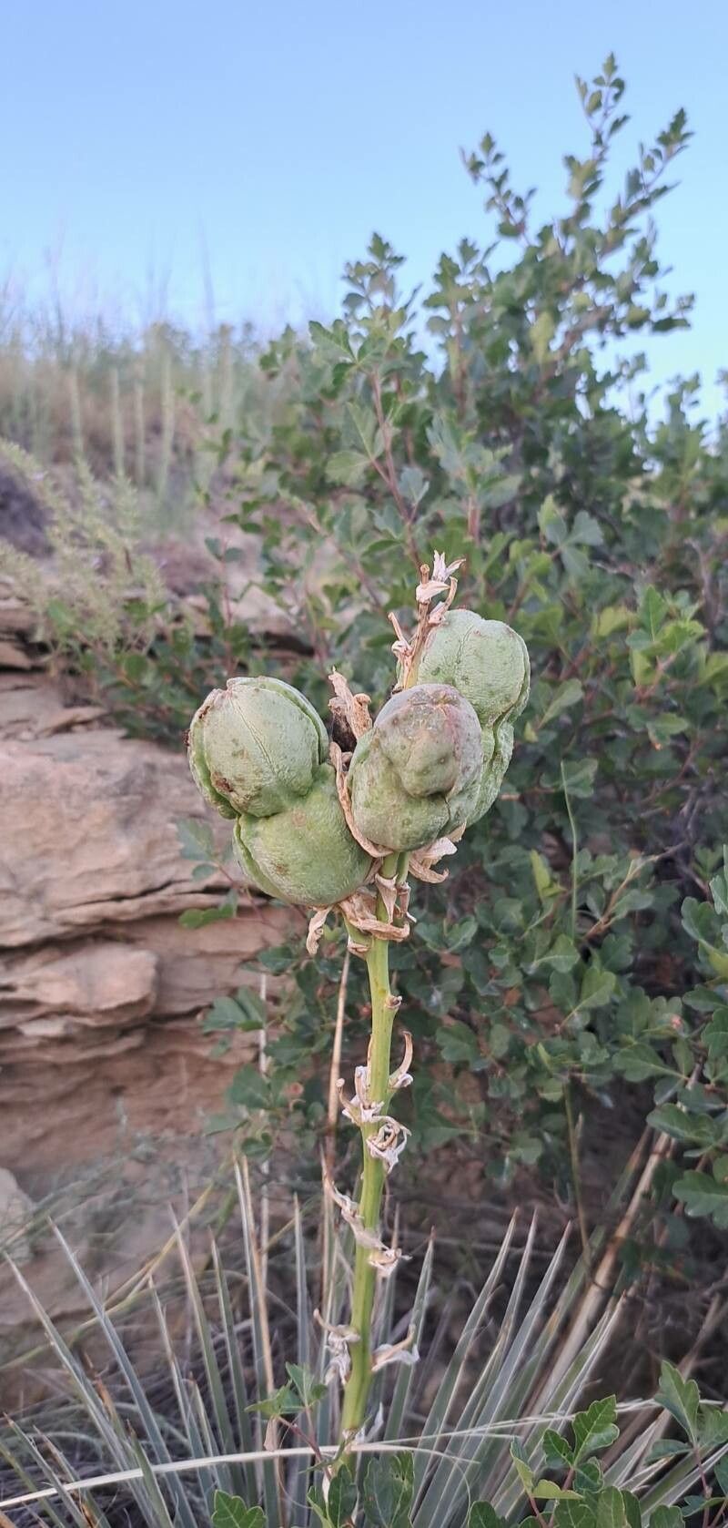 Yucca campestris fruit