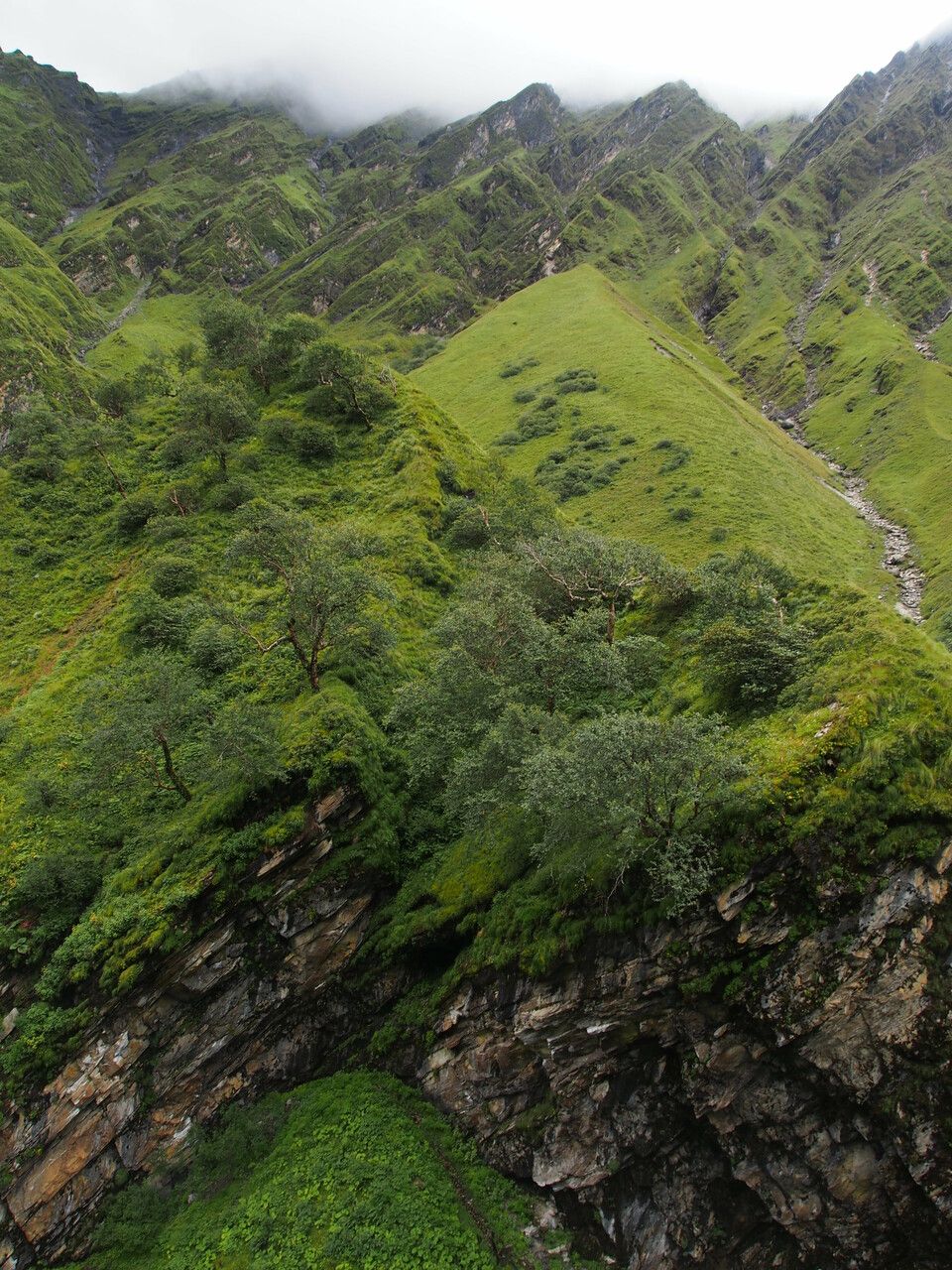Carex vaginosa habit