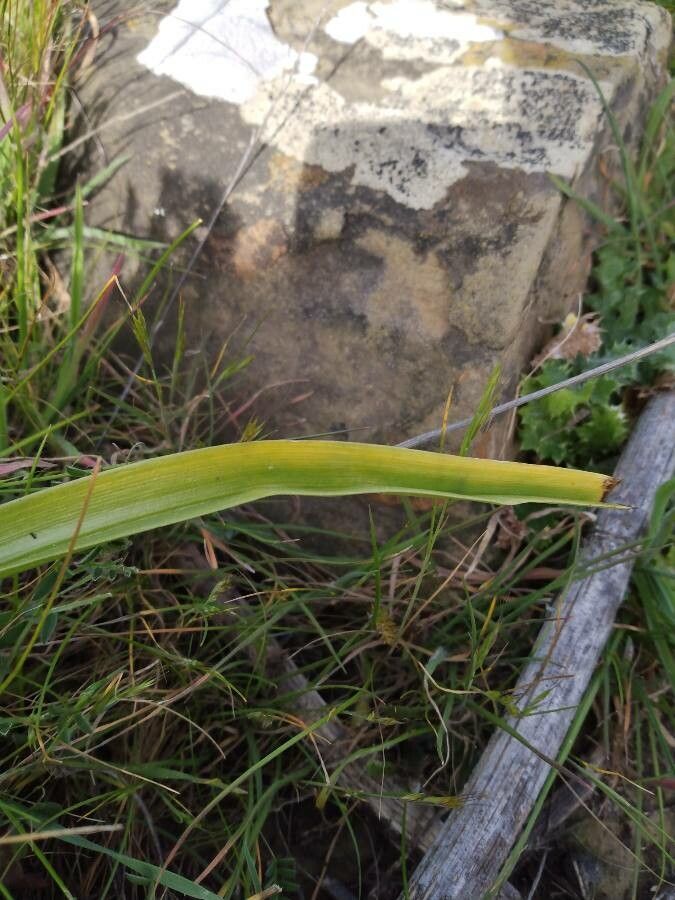 Toxicoscordion fremontii leaf