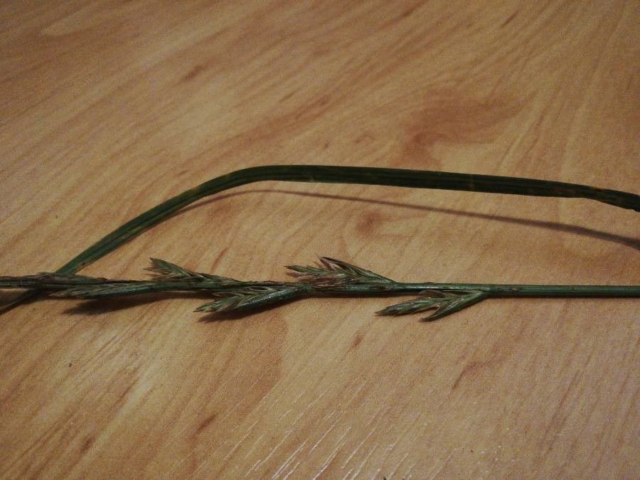 Festuca arundinacea flower