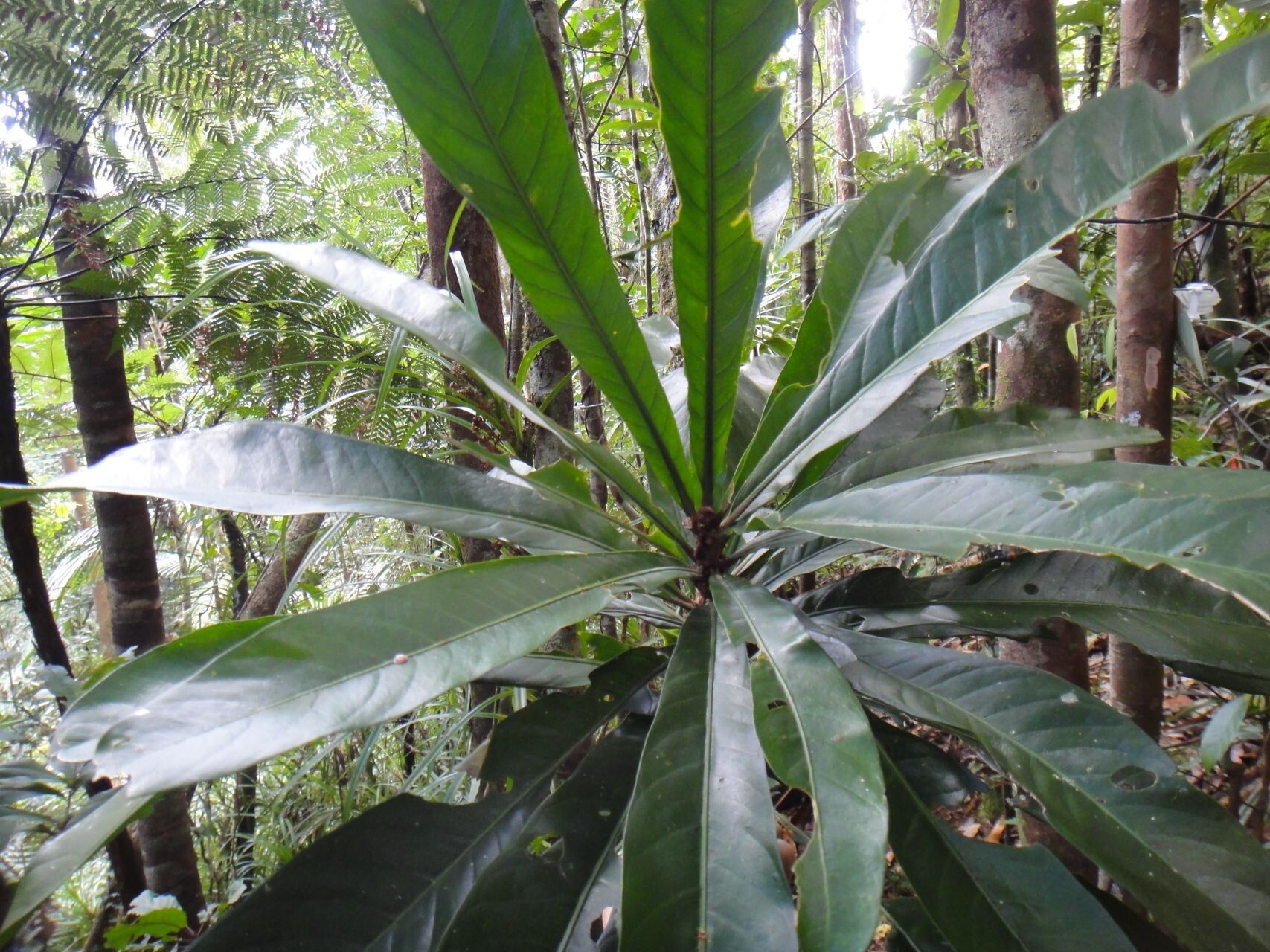 Planchonella pronyensis — houseplant care guide