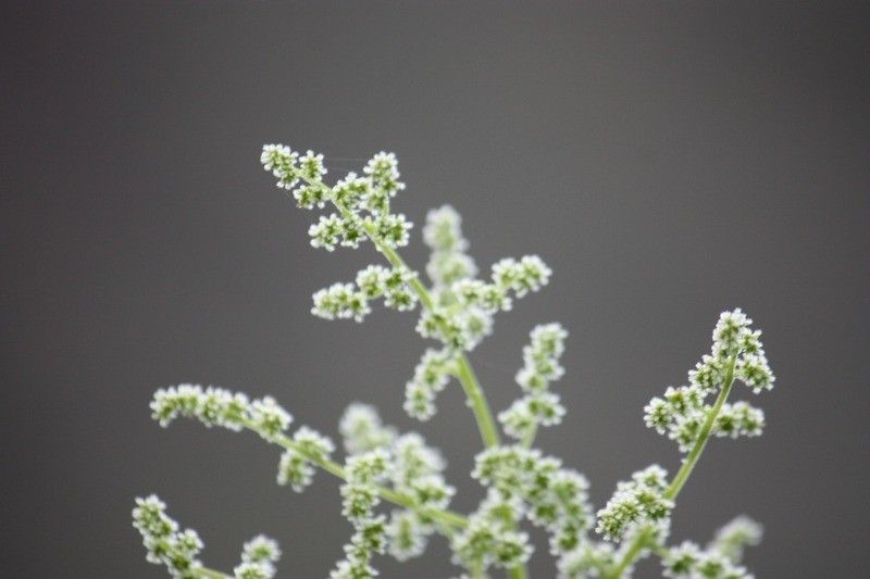 Obetia ficifolia flower