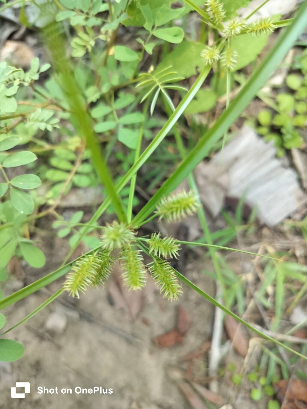 Cyperus cyperoides leaf
