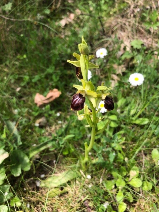 Ophrys aranifera — houseplant care guide
