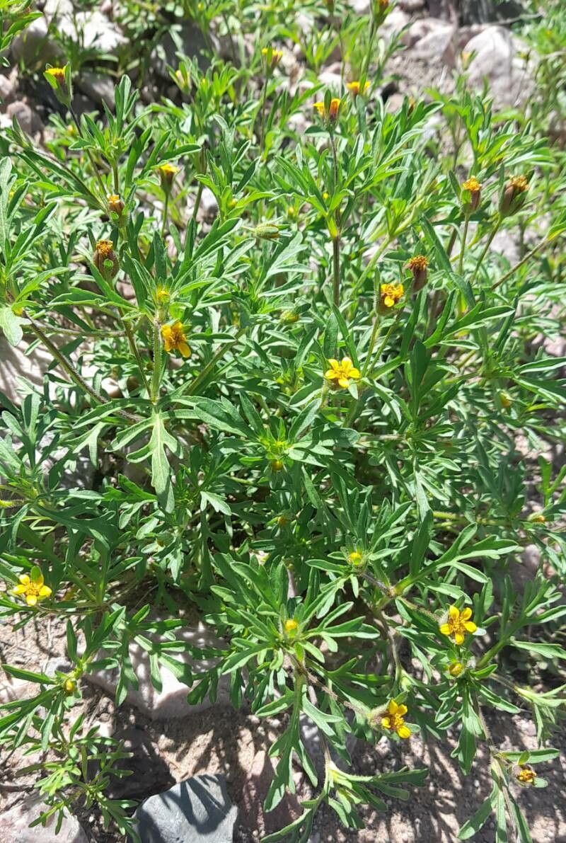 Heterosperma tenuisectum habit