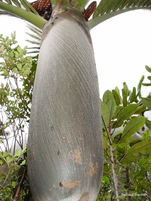 Basselinia porphyrea bark