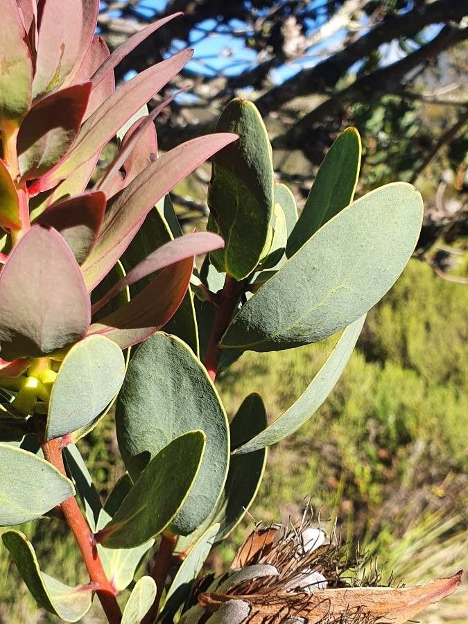 Protea caffra leaf