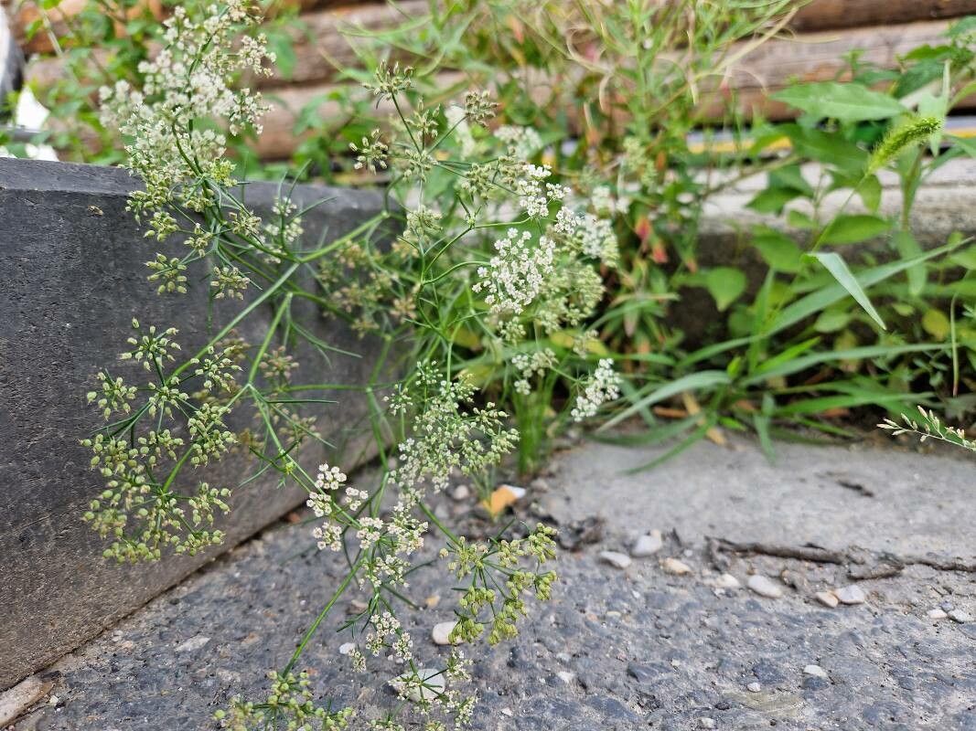Trachyspermum ammi fruit