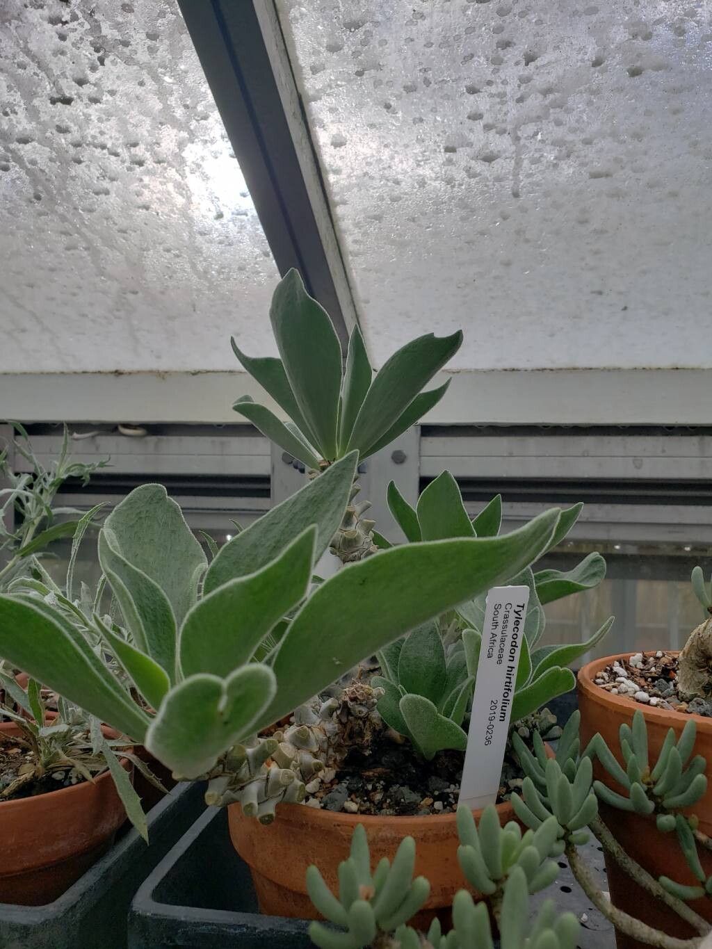 Tylecodon hirtifolius habit