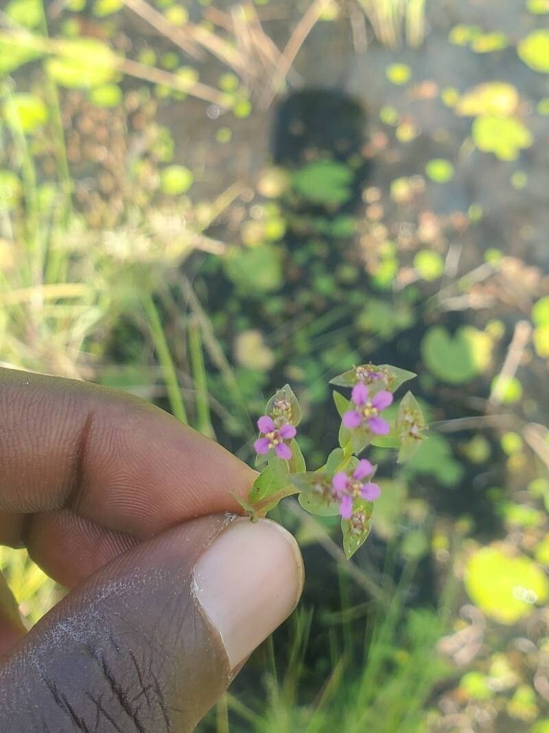 Ammannia senegalensis flower