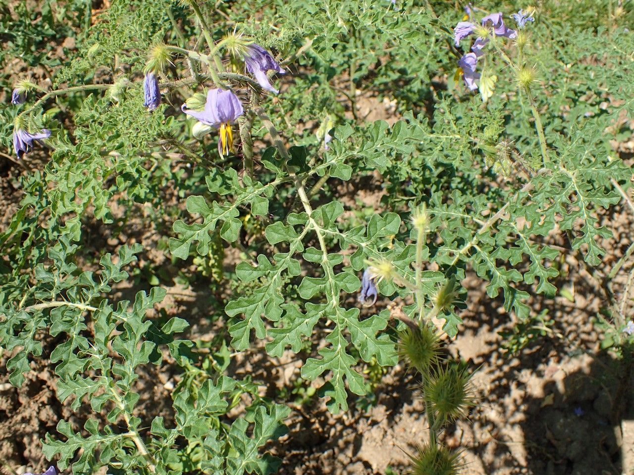 Solanum citrullifolium habit