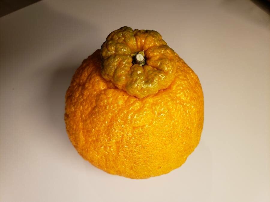 Citrus nobilis fruit