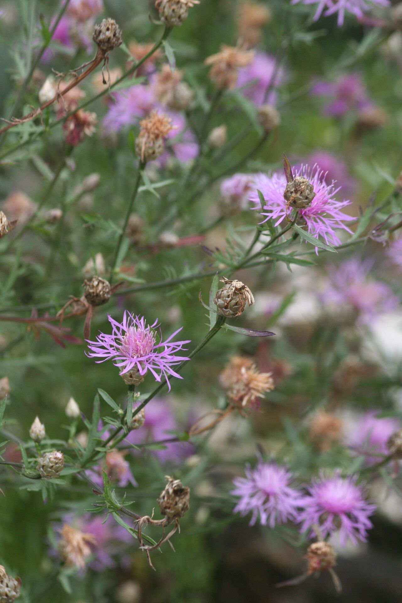 Centaurea splendens flower