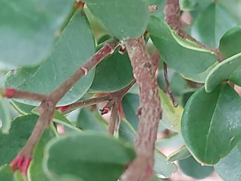 Viburnum atrocyaneum bark