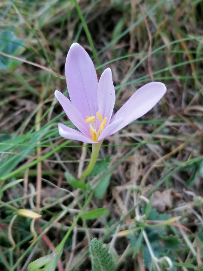 Colchicum alpinum flower