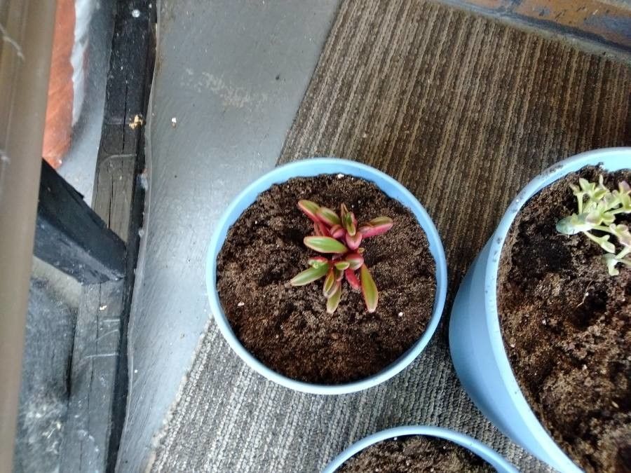 Peperomia graveolens flower