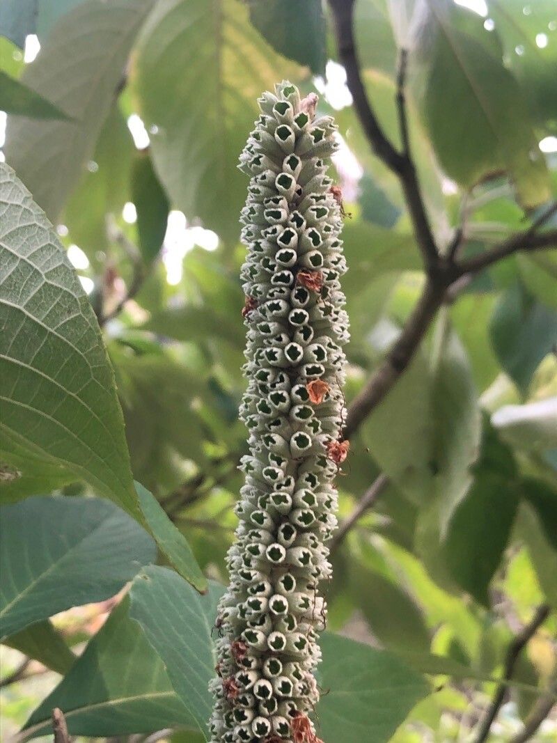 Leucosceptrum canum flower