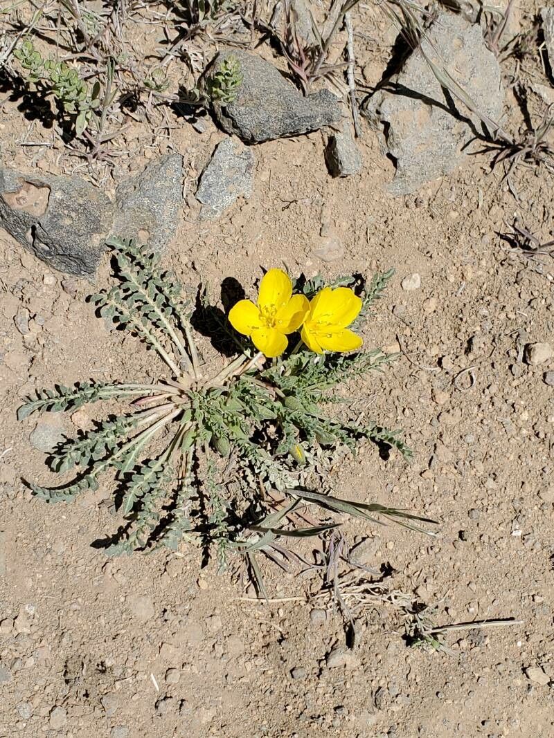 Oenothera primiveris — search result for 'Oenothera'
