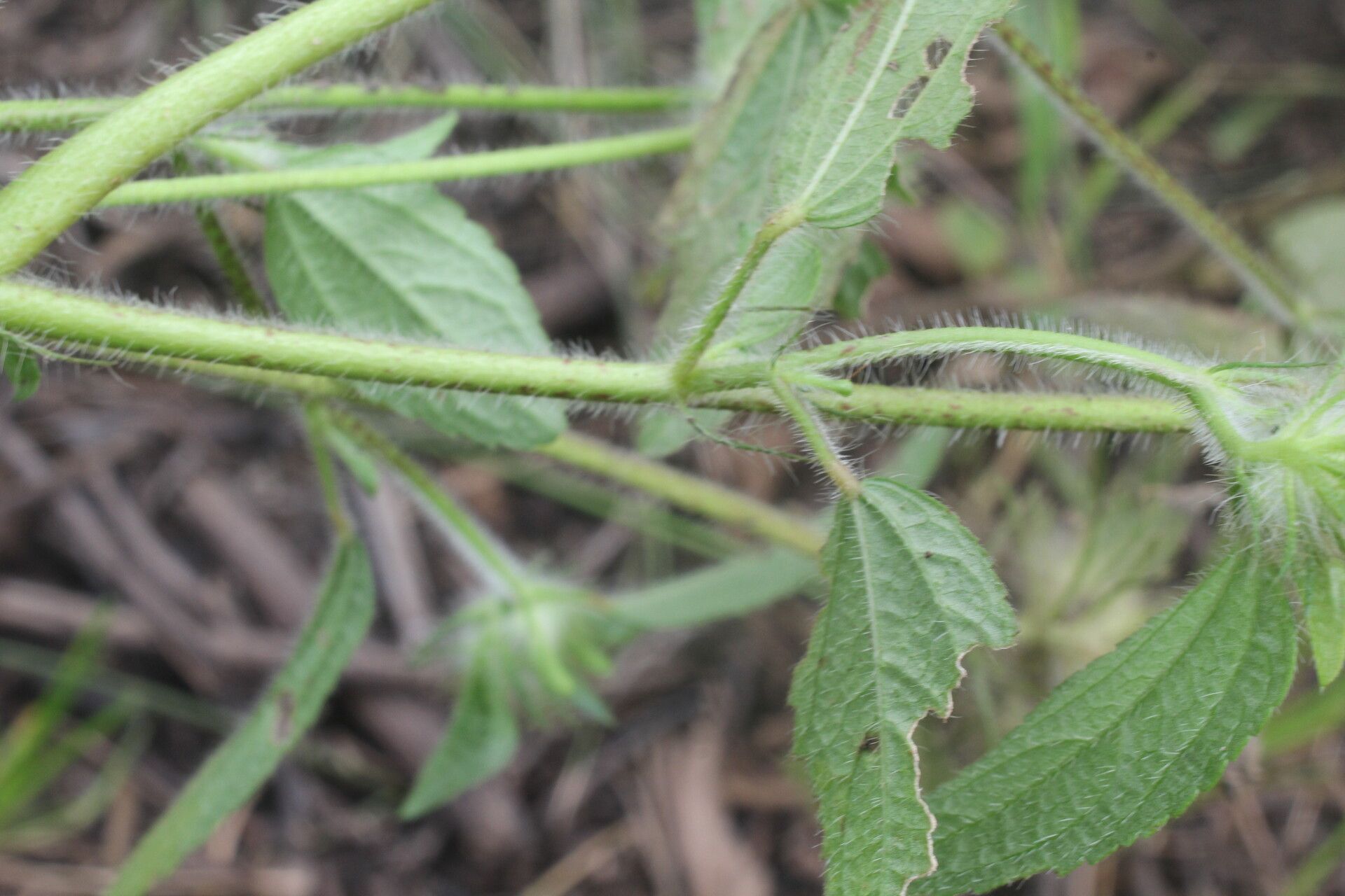 Malachra fasciata leaf