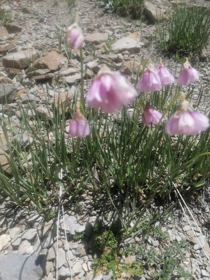 Allium narcissiflorum leaf