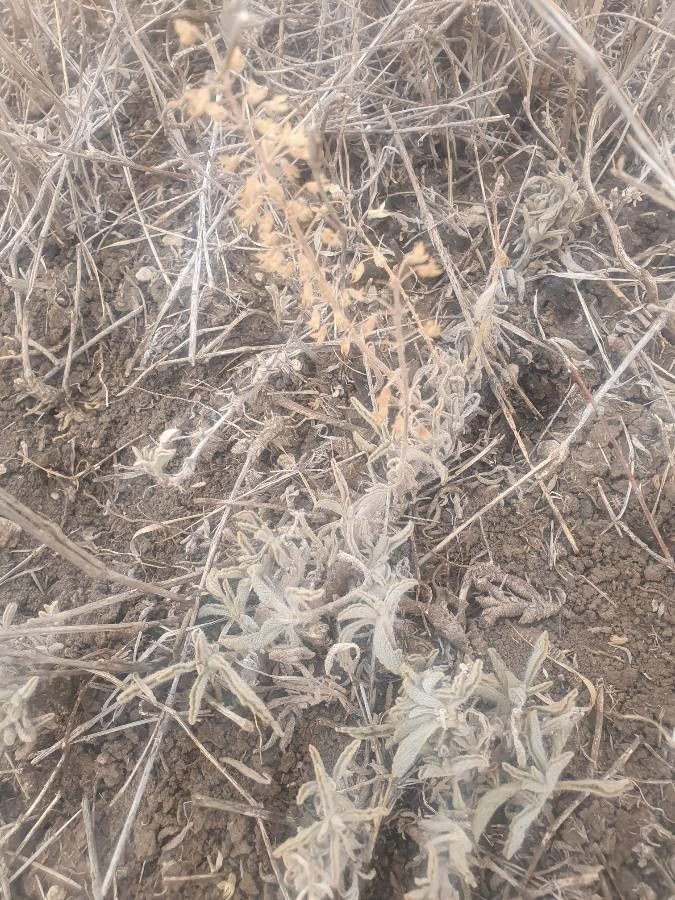 Coleus xylopodus flower