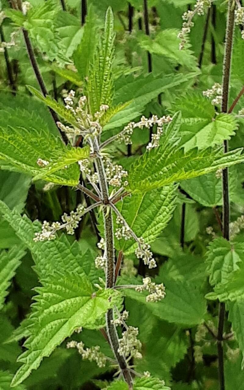 Urtica incisa flower