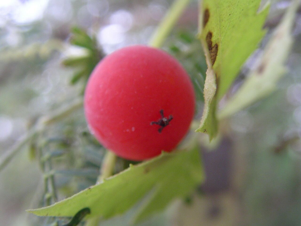 Ctenolepis cerasiformis fruit