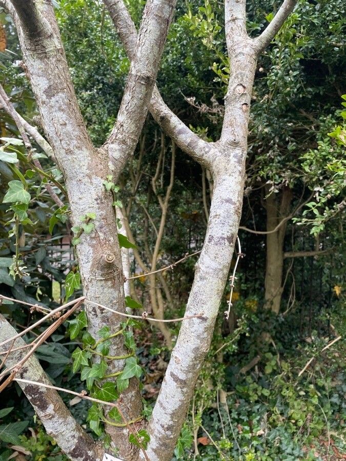 Sorbus cashmiriana bark