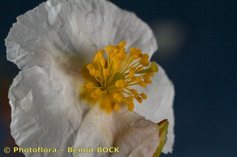 Helianthemum neopiliferum flower