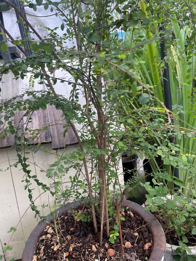 Flueggea leucopyrus bark