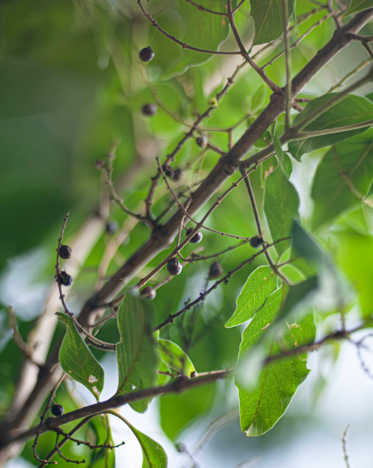 Vitex quinata fruit
