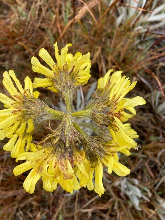 Senecio latiflorus flower