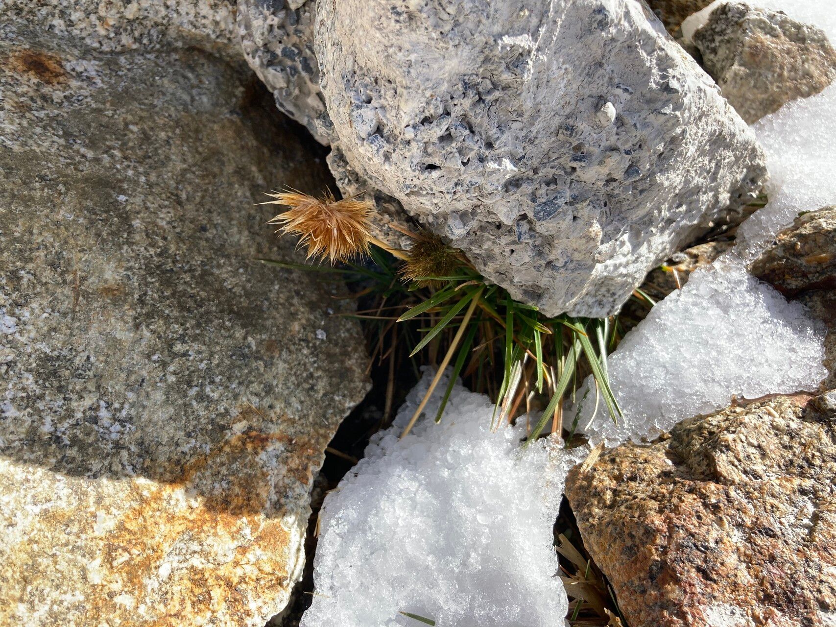 Deschampsia ovata habit