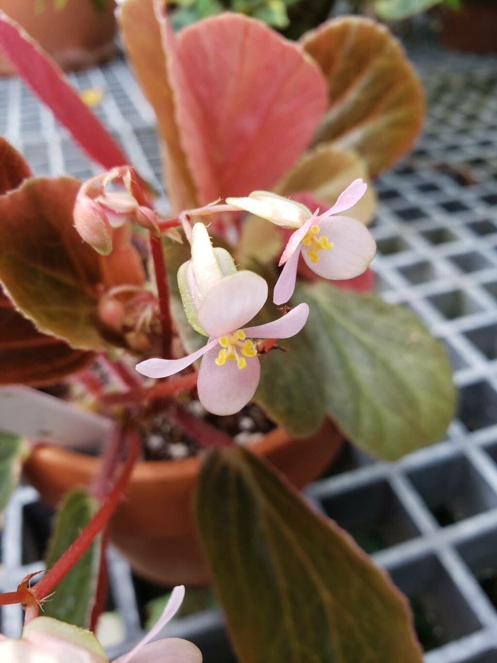 Begonia blancii flower