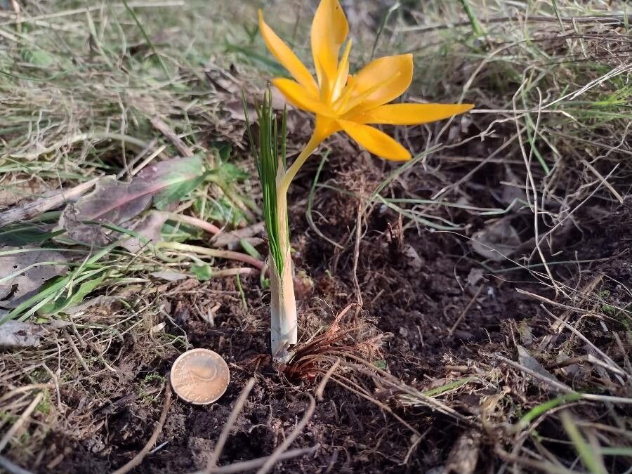 Crocus flavus — search result for 'Iridaceae'