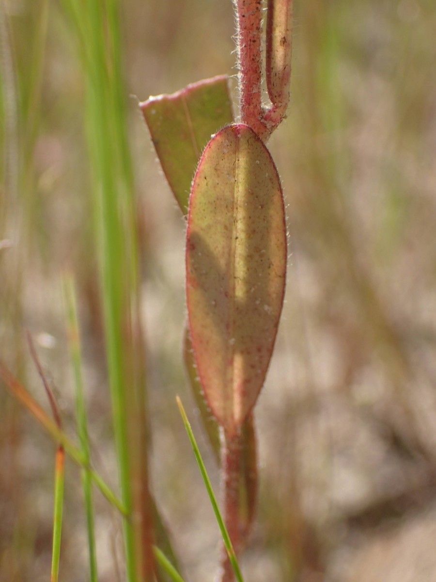 Polygala arenaria leaf