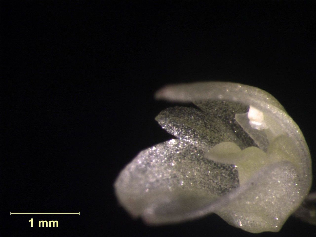 Specklinia lugduno-batavae other