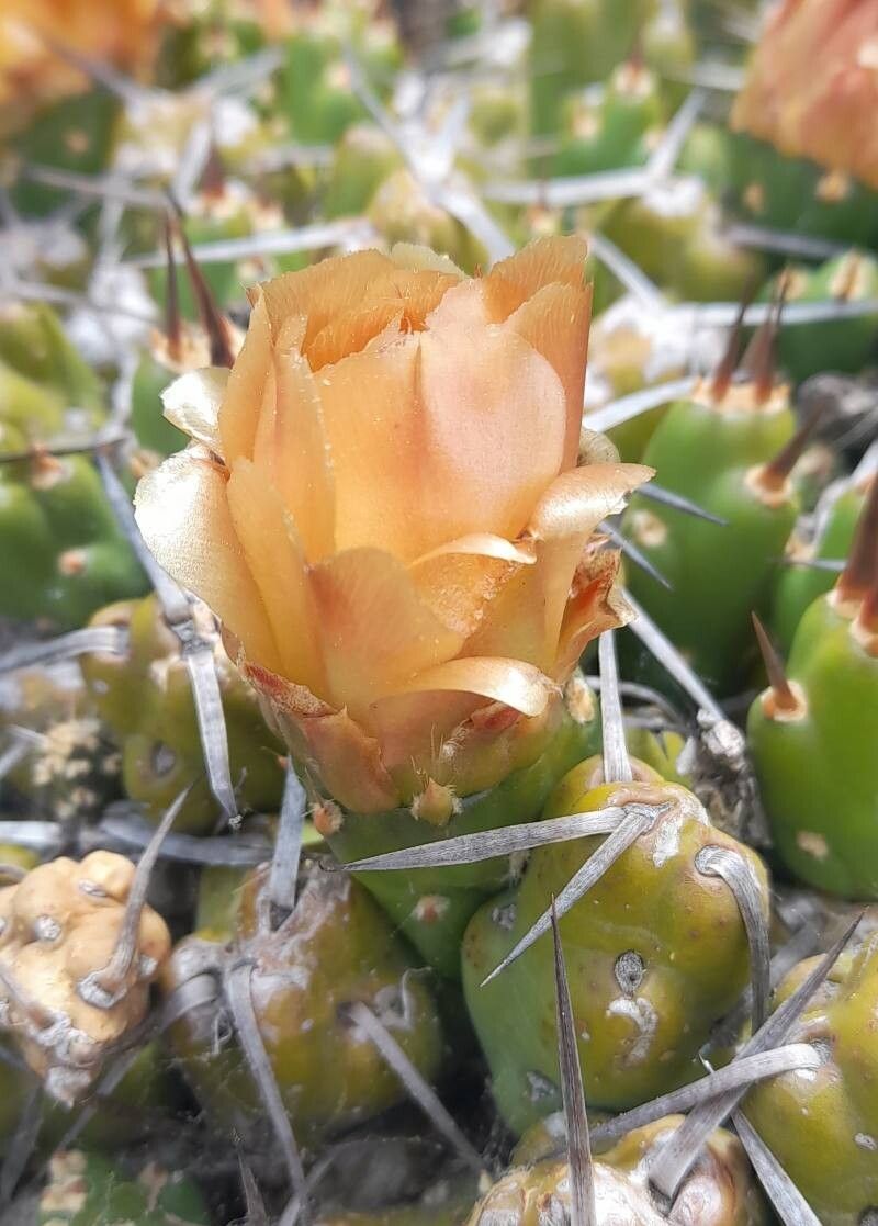 Maihueniopsis hickenii flower
