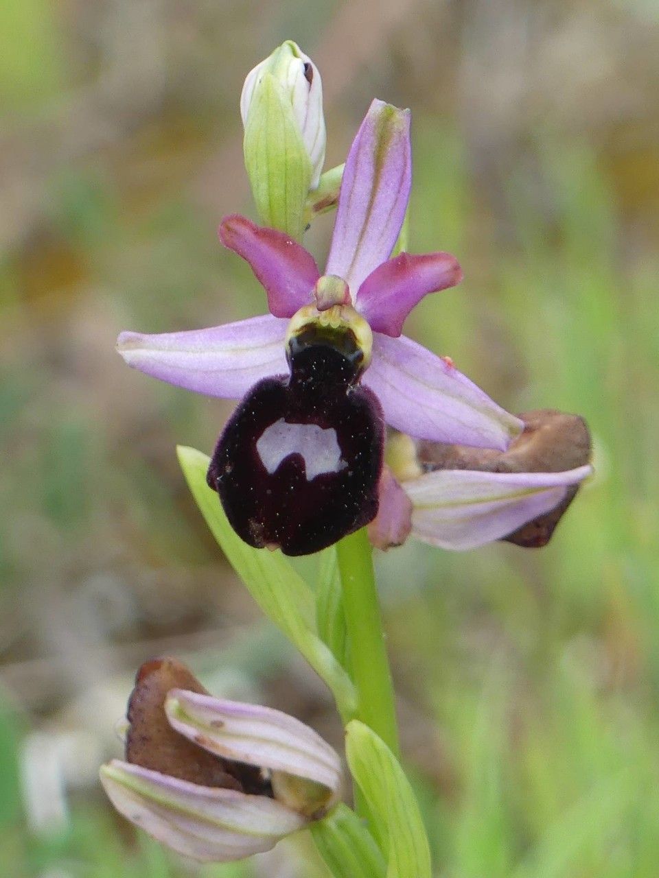 Ophrys magniflora flower