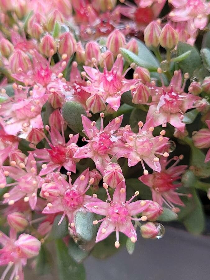 Sedum cauticola flower