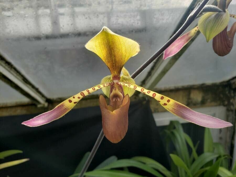 Paphiopedilum lowii flower