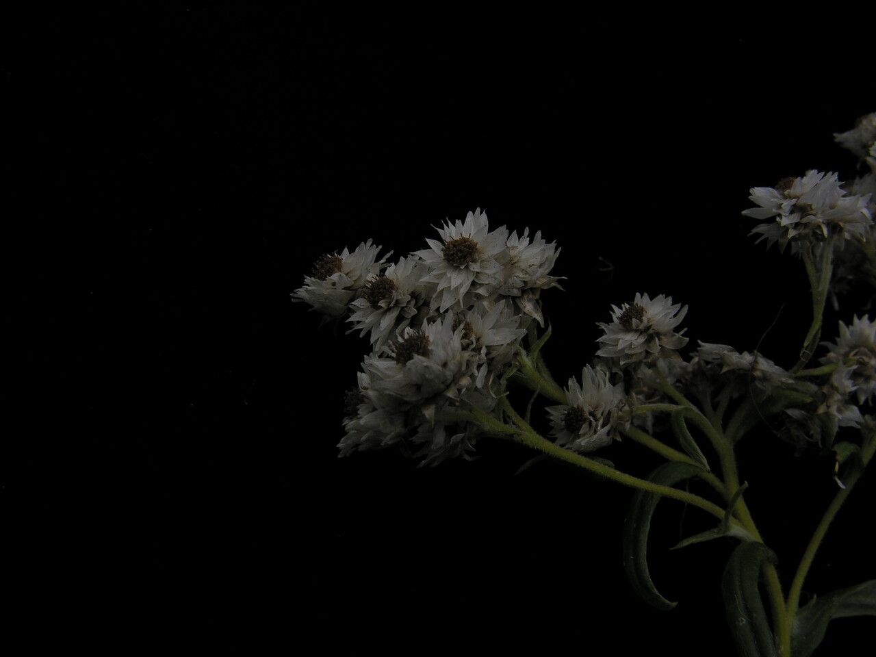 Anaphalis griffithii