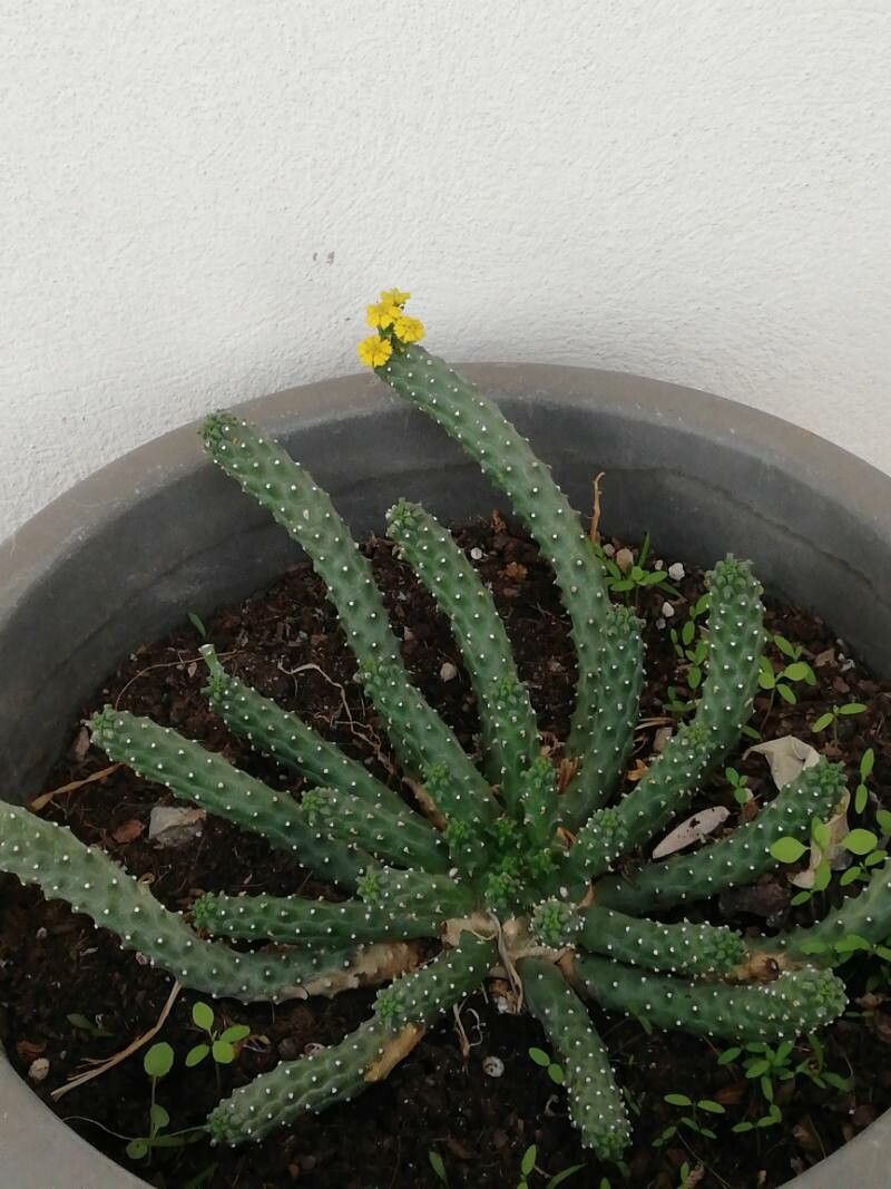 Euphorbia caput-medusae — search result for 'Euphorbia'