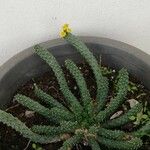 Euphorbia caput-medusae