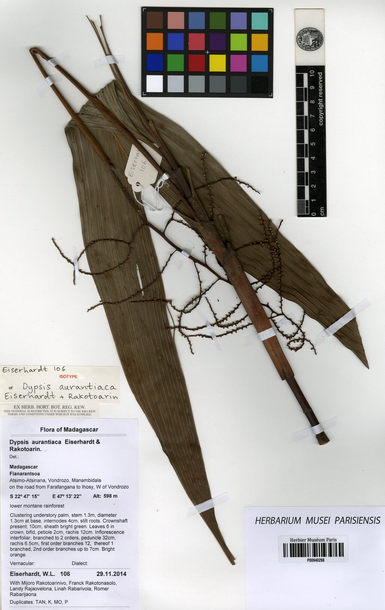 Dypsis aurantiaca — houseplant care guide