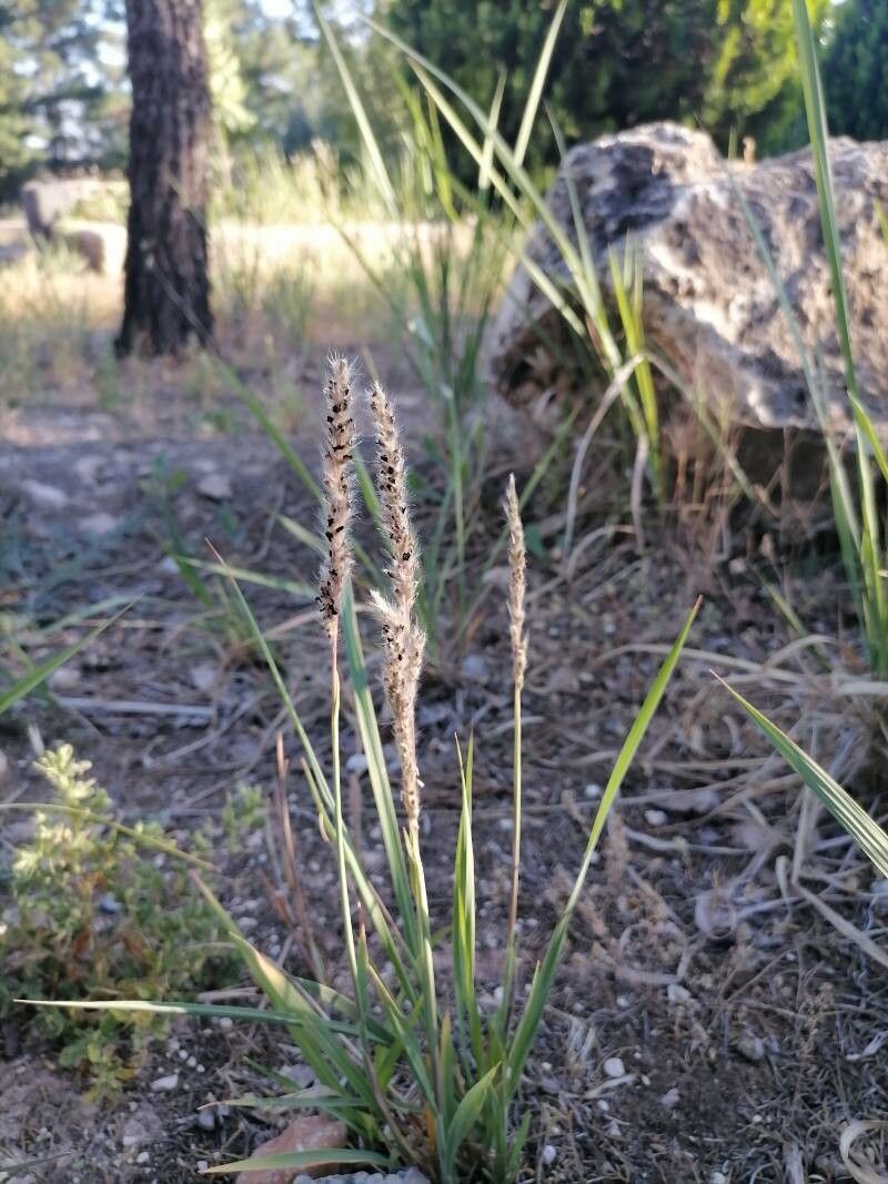 Pappophorum caespitosum leaf